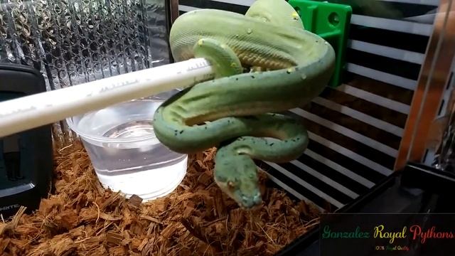 New addition to the collection "Green Tree Python" смотреть онлайн