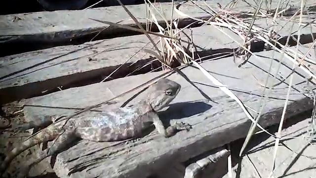 Ящеры восточного Казахстана 3