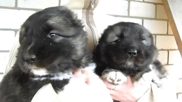 Щенки кавказской овчарки питомника Домбай-Ульген смотреть онлайн