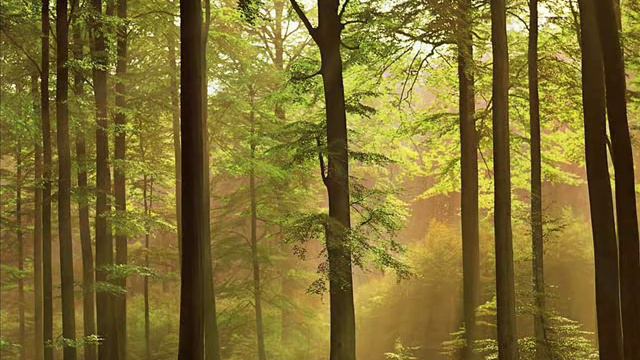 Dan Gibson - A Path to Solitude смотреть онлайн