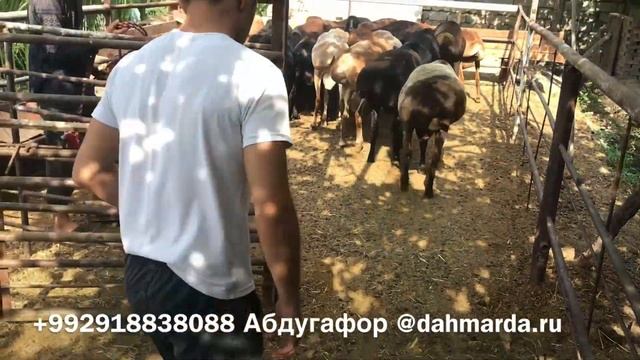 Афганские овцы Ходжи Абдувохида и Абдугафора в районе Рудаки смотреть онлайн