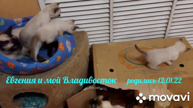 Котята старосиамские тайские.Котятам 1 месяц. смотреть онлайн