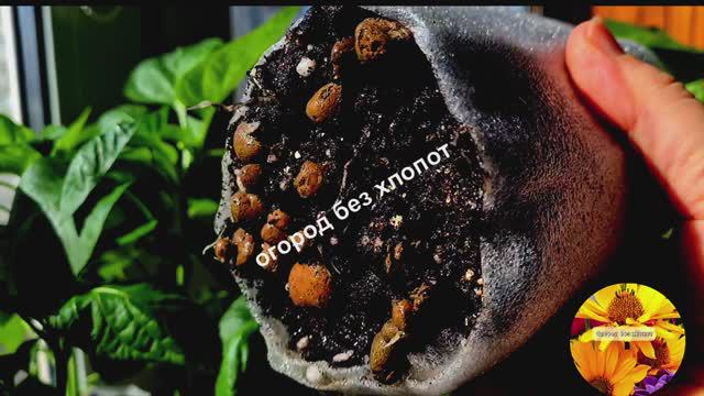 Пересадка рассады в стаканчики без дна, в чём плюсы посадки в такие стаканчики.