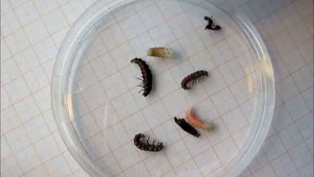 The life-cycle of glowworms | Lampyris sardiniae смотреть онлайн