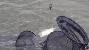 Лещ на фидер. Рыбалка на озере