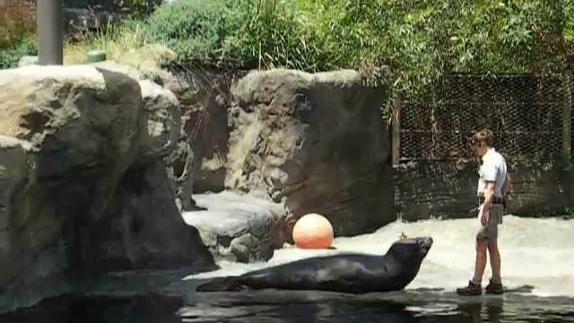 Sea leopard at Taronga Zoo. смотреть онлайн