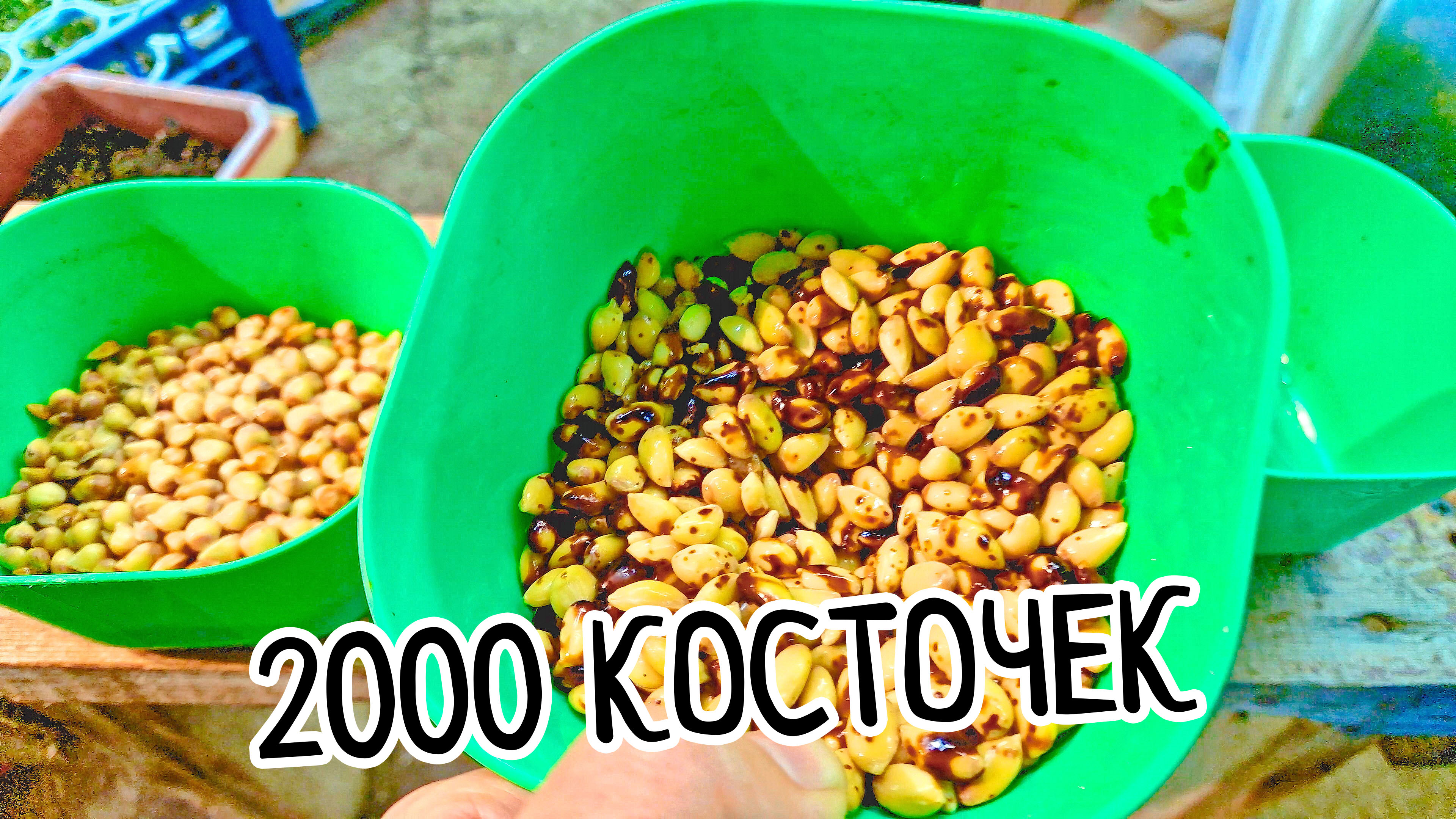 Как вырасти лимон из косточки в домашних условиях легко и просто. Правильная рассада лимона. смотреть онлайн