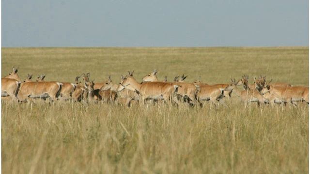 Толкование сновидений. Антилопа