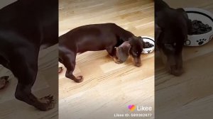 Чапитосики