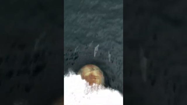 Атлантический океан! Идём в Африку , рифер Новый свет дельфины !!!! смотреть онлайн