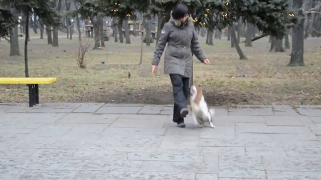 Новогодний танец с Кавалер Кинг Чарльз Спаниелем! смотреть онлайн