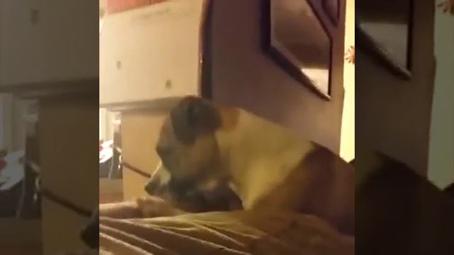 Какие агрессивные коты смотреть онлайн