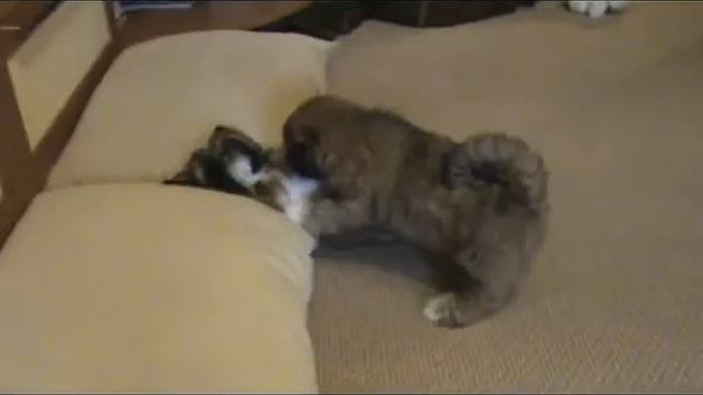 lhasa-apso.avi смотреть онлайн