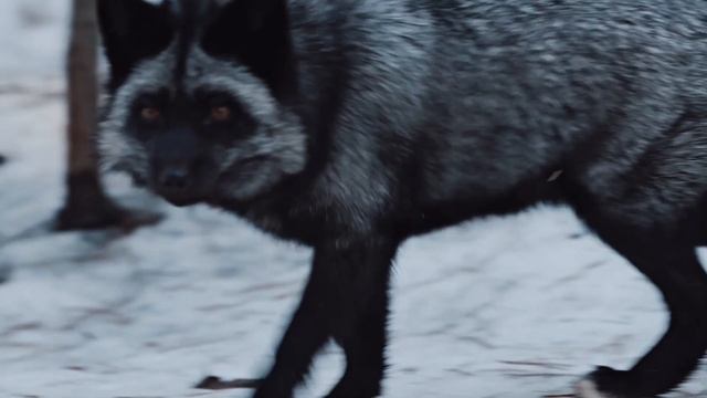 Your 2022 achievements for animals ? World Animal Protection смотреть онлайн