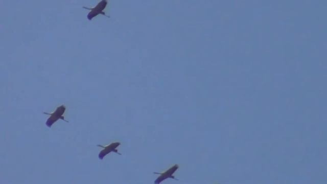 Алексей Уляшев - "Журавли" (Я.Френкель, Р.Гамзатов, Н.Гребнев) смотреть онлайн