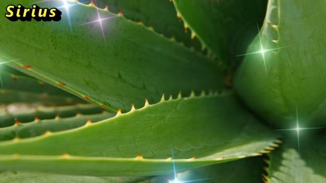 Болезни и одиночество, нищета, безденежье не страшны тому, в чьем доме есть этот цветок. смотреть онлайн