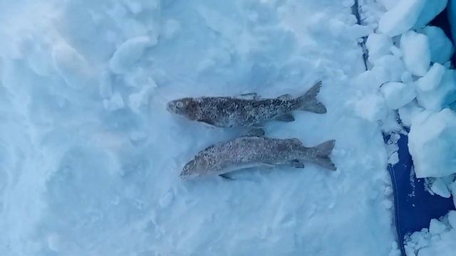 рыбалка на амуре 27.11.23 смотреть онлайн