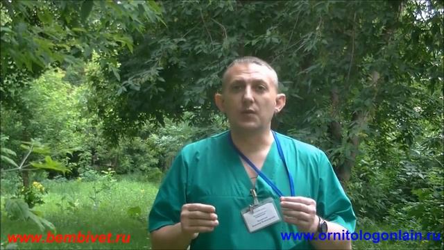 Скоро! Новый цикл видеороликов для владельцев птиц и животных! смотреть онлайн