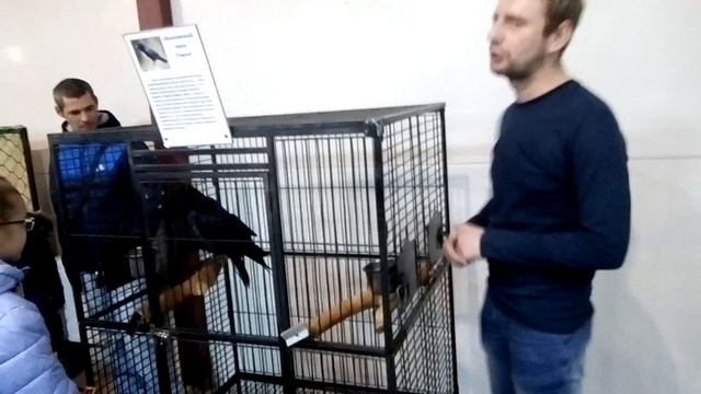попугаи, детская экскурсия в зоопарке ТЦ Мармелад, г. Великий Новгород смотреть онлайн