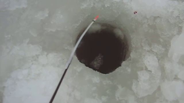 Вова Эхолот учится чему-то у Зубатки. смотреть онлайн