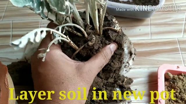 Re-potting of Dusty miller (Shiny Plant) Jacobaea maritima смотреть онлайн