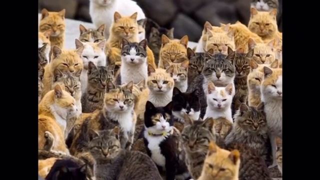 День Кошек. Котики. 8 августа смотреть онлайн
