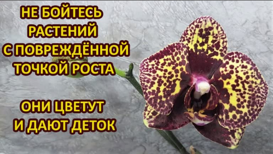 Растения с ПТР