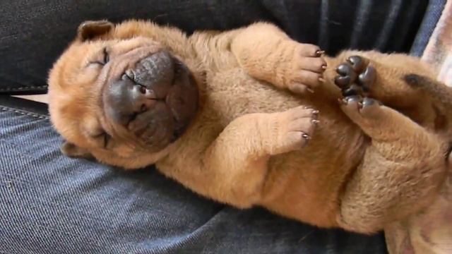 Шар-пей во сне гавкает!) Храбрый щенок!) смотреть онлайн