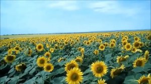 Поле подсолнухов. Подсолнечное поле
