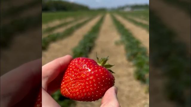 Клубника сорт Елизавета II на полях питомника Растения Урала Mp4