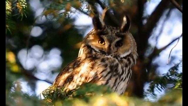 Совы - мистические животные. смотреть онлайн