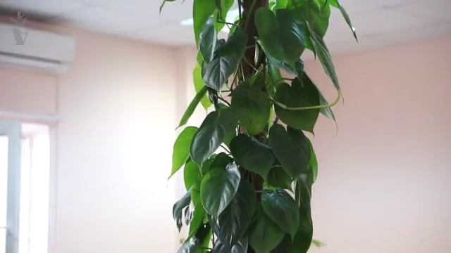 ARTPLANTS - Филодендрон Сканденс смотреть онлайн