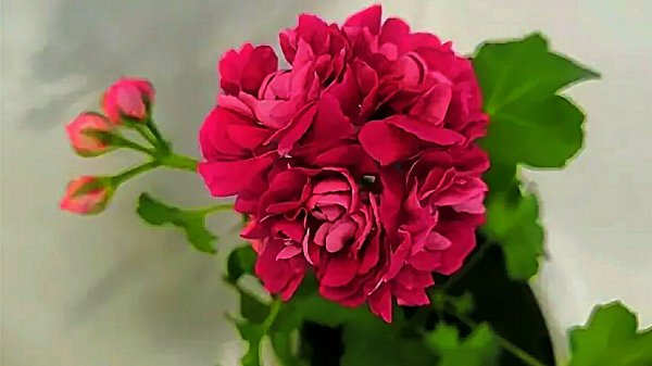 Пеларгония "TESS Vlada".