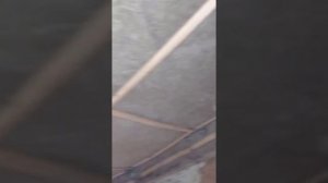 Мыши прекрасно живут в каменной вате. Базальт им дом родной.