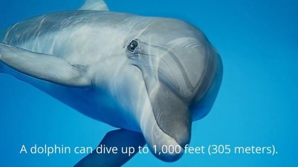 Dolphin sounds in the Ocean! Dolphin noises from wildlife!