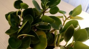 ПЕПЕРОМИЯ - Peperomia Уход в домашних условиях