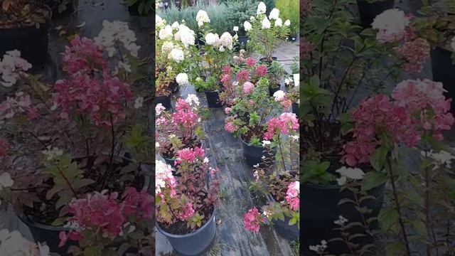 Люблю гулять по садовым центрам в поисках новинок! Хвойники,Гортензии,штамбовые деревья- красота!!! смотреть онлайн