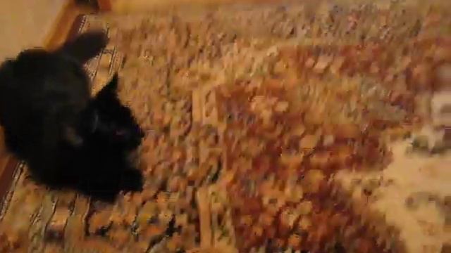 Апорт Мамба!!! смотреть онлайн
