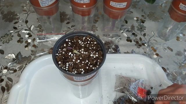 Посадка клубня Глоксинии.ФИТИЛЬНЫЙ ПОЛИВ. смотреть онлайн