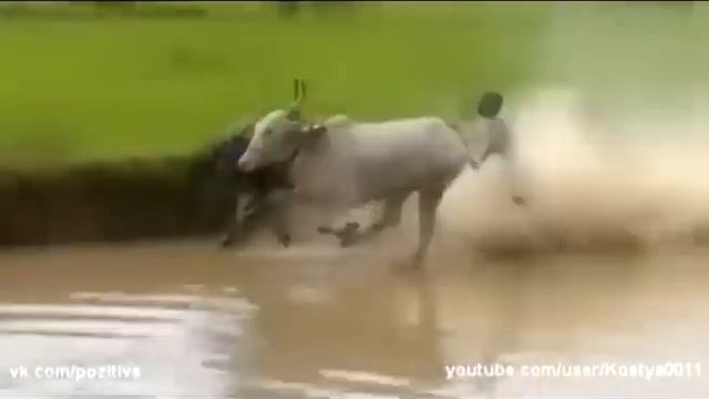 Сёрфинг на коровах :D смотреть онлайн