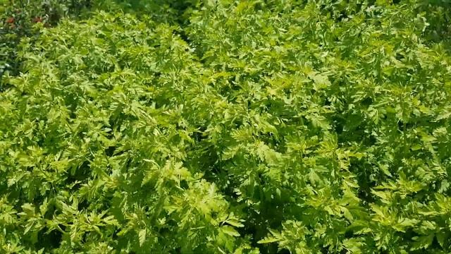 высадка подсолнуха и мои цветы сегодня смотреть онлайн