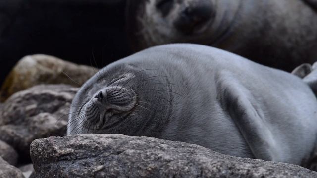 Байкальский нерпенок на лежбище Ушканьих островов. Сны о маме. смотреть онлайн