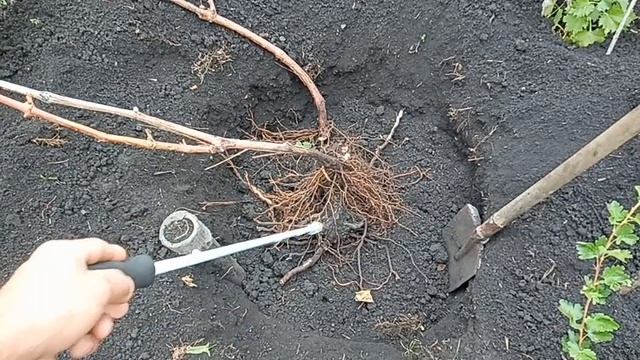 Расположение корней винограда. Не надо сажать глубоко! Радик Шакуров. смотреть онлайн