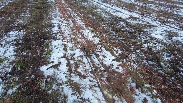 Сера для голубики смотреть онлайн