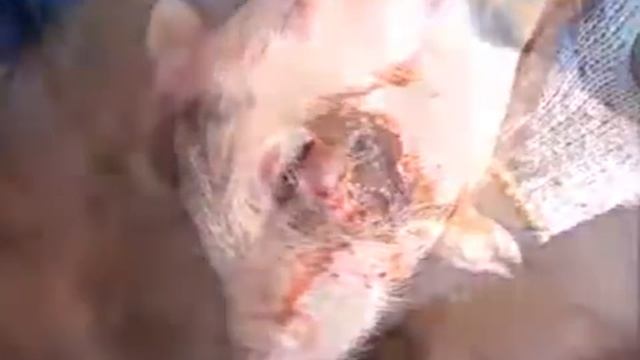 Болезни свиней Гангрена лица смотреть онлайн