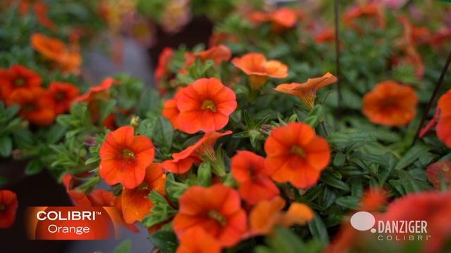 DANZIGER 2022 COLIBRI™ Calibrachoa with LISA смотреть онлайн