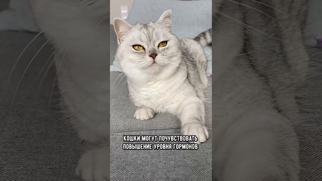 Чувствует ли кошка беременность ? #кот #коты #shorts смотреть онлайн
