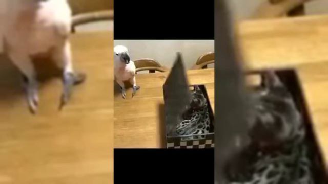 ТУПО ПОРЖАТЬ???????????❤️???