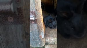 мои ушастики