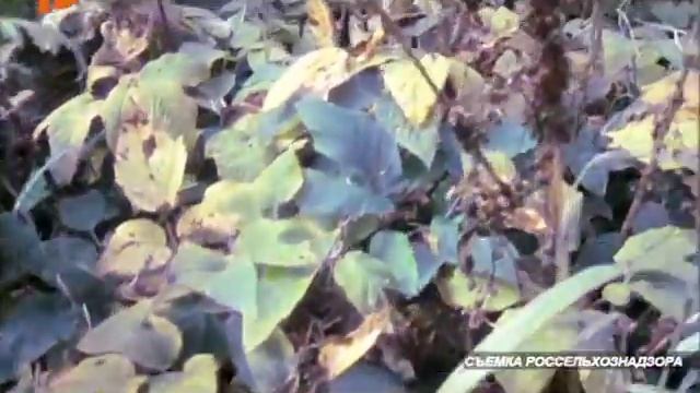 О выявлении нового очага повилики в Мантуровском районе Костромской области смотреть онлайн